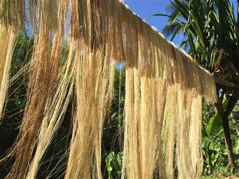  Abaca Fiber for High-Performance Textiles: Unleashing Nature's Strength!