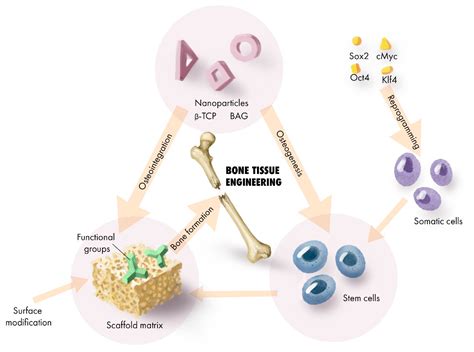 Tricalcium Phosphate: Revolutionizing Bone Regeneration and Tissue Engineering Applications!