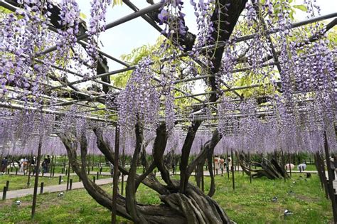 愛知県岡崎市 天気 - 空がピンク色に染まる理由を探る